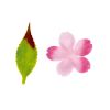 【春装飾】桜 50枚入セットイメージ2
