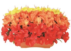 【フラワー装飾】造花プランター　ハイビスカス３色ライン(Ｓ～LL)イメージ