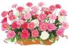 【新春フラワー装飾】 プランター　ガーベラ＆ジャンボローズピンクイメージ1