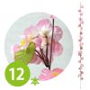 【春装飾】シルク桜ガーランド(12本セット)イメージ2