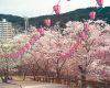 【春装飾】桜ボンボリ8号(20個セット)イメージ2